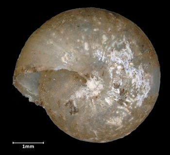 Media type: image;   Malacology 135675 Aspect: basal